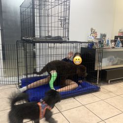 Dog Crate XL