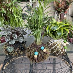 New Batch Of Kokedamas !!