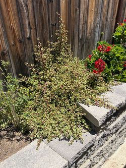 FREE SUCCULENTS