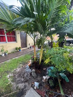 1 triple christmas tree palm