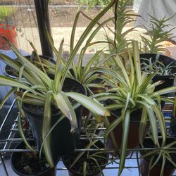 Spider Plants