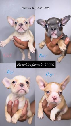 Frenchies toy