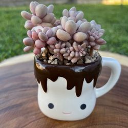 Mother’s Day Succulent arrangement