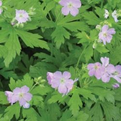 Cranesbill Geranium Rooted