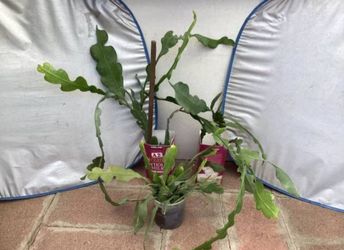 Fishbone cactus Plant