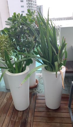 2 3 ft tall iris plants