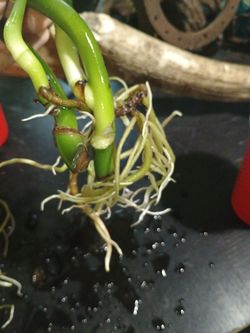 Monstera starts