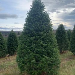Christmas Tree Delivery