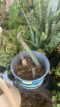 Planta $10