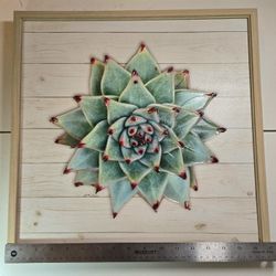 Succulent Wall Art - Apus