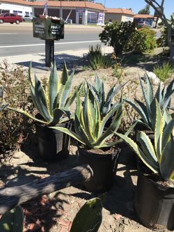 Agave plant