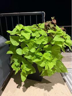 Potato Vine Red/Green Plant