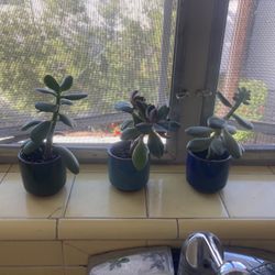 Small Succulents In Ceramic Pots 