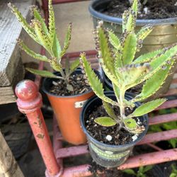 Kalanchoe-mala Madre Plant