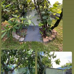 Free Shed 