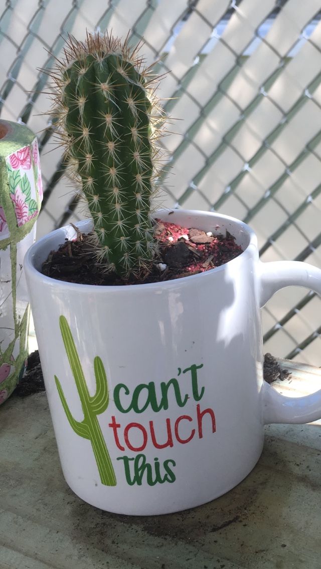 Cylinder Cactus in “CAN’T TOUCH THIS MUG”