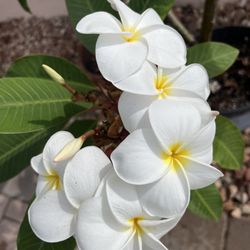 White Plumeria Plant