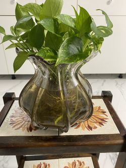 Large Pothos Plant & Vase