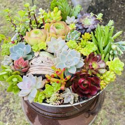 Succulents Arrangement 