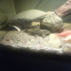 Tank Decor