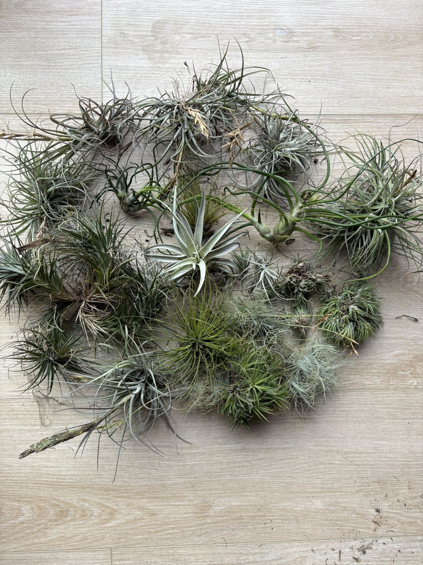 Assorted Air Plants
