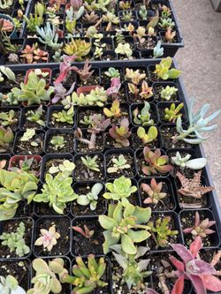Succulents $1 Each
