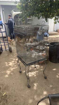 Big bird cage