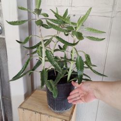 Kalanchoe, $10 Calles Principales NELLIS BLVD Y CHEYENNE AVE.