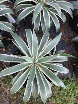 White Variegated Agave Cactus
