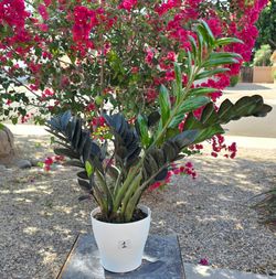 ZZ Black  Raven Plant RARE Medium #1