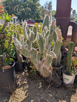 Snowy Prickly Pear
