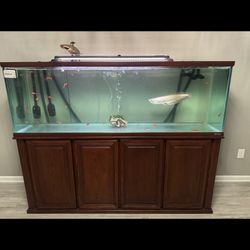 Fish Tank 