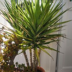 Plant Yucca