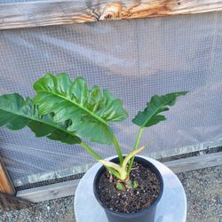 Philodendron Jungle Boogie Plant 8" Pot