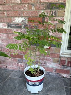 Pride of Barbados shrub or Red Bird of Paradise