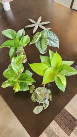 5 cups of rooted pothos or philos, $5/cup