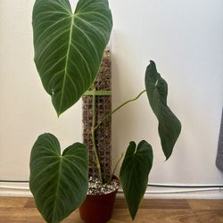 6 inch philodendron splendid on moss pole