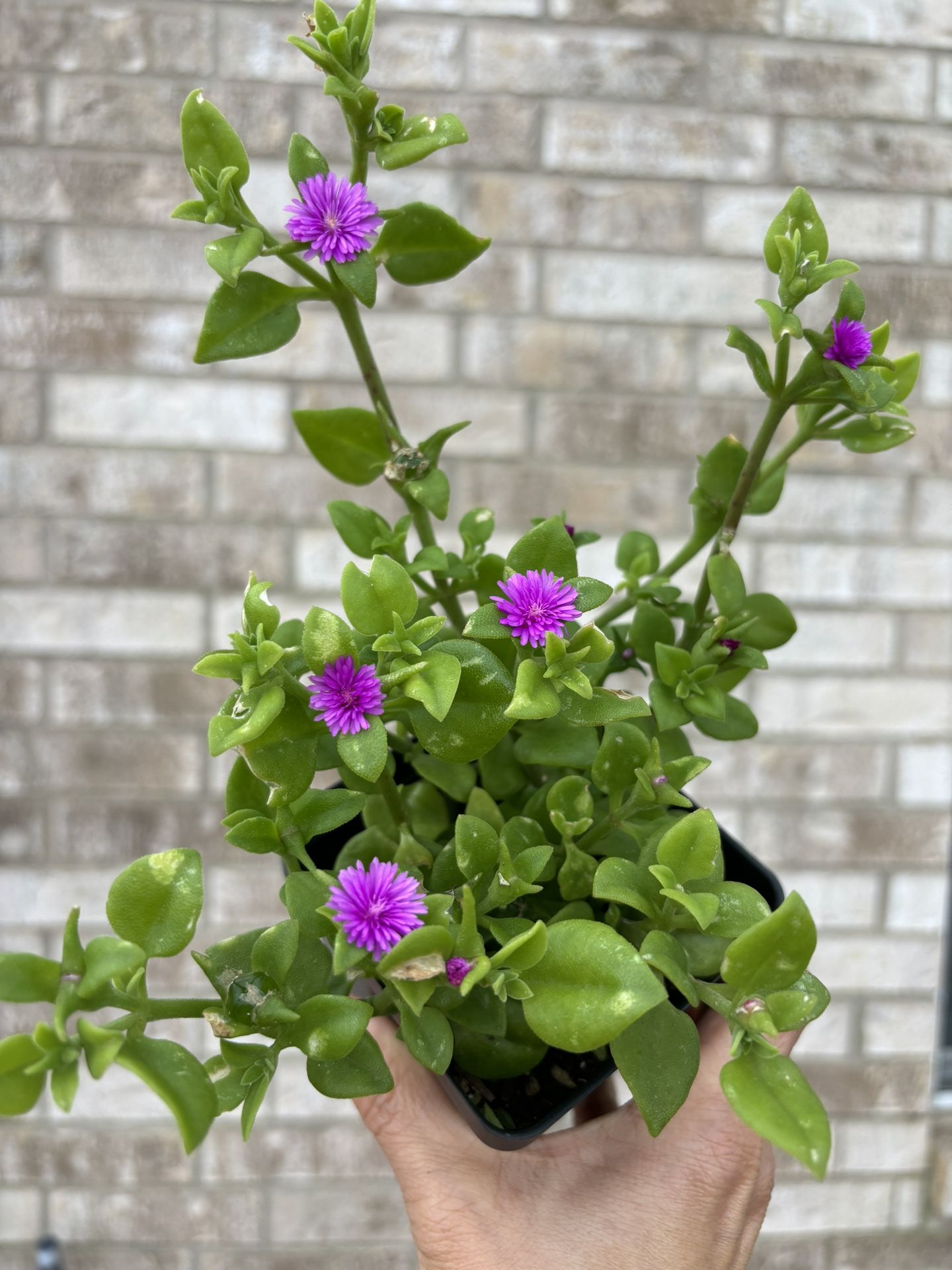 Rare Purple Color Ice Plants / 4” Pot / Aptenia 