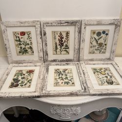 Set Of Botanical Prints 6