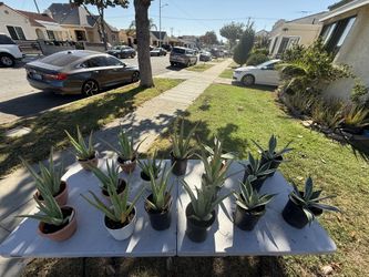 Aloe & Agave