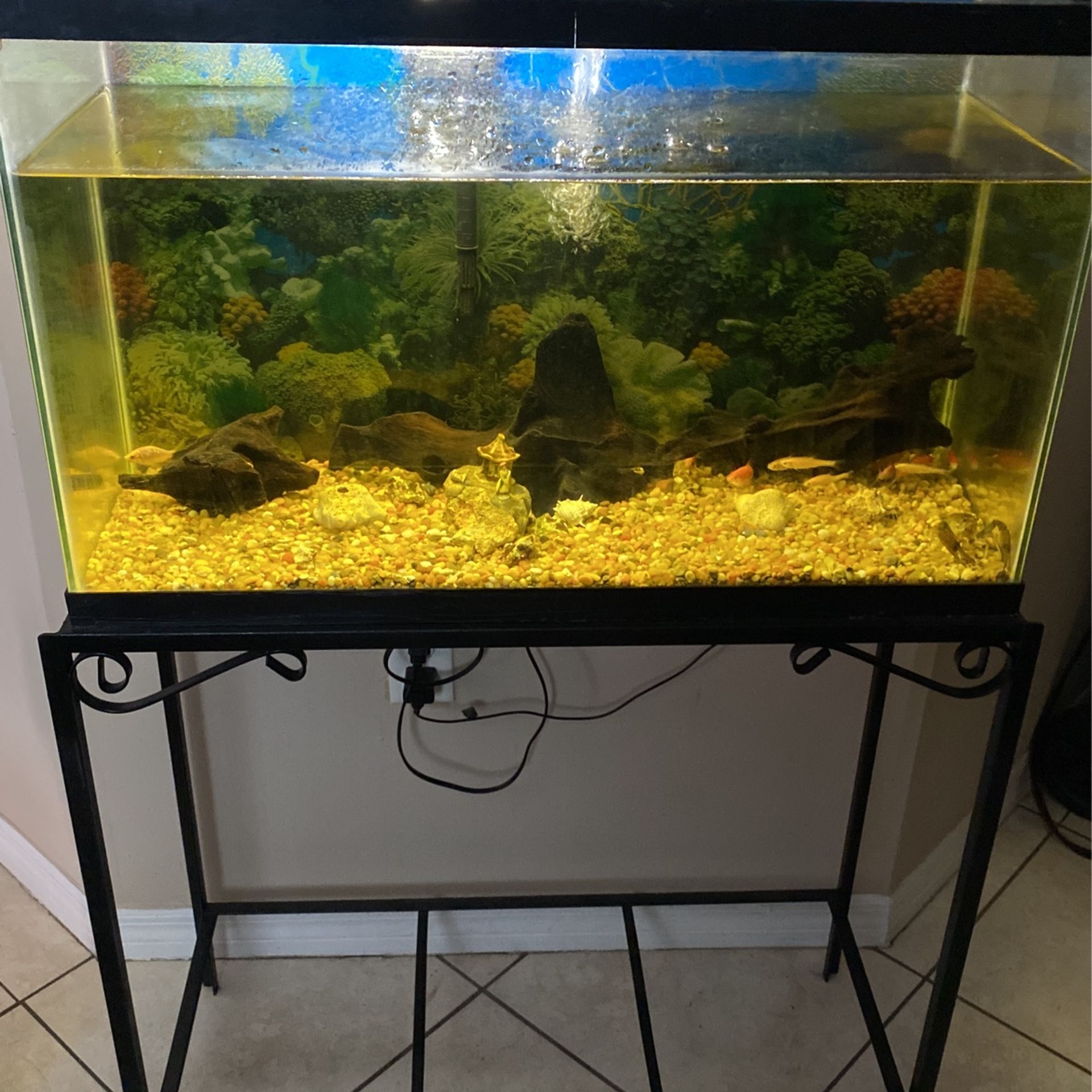 20 Gallon Fish Tank