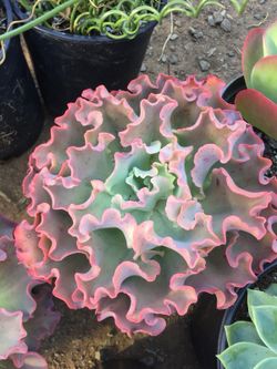 Succulents