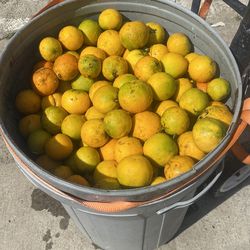 Oranges 🍊 🍊FREE