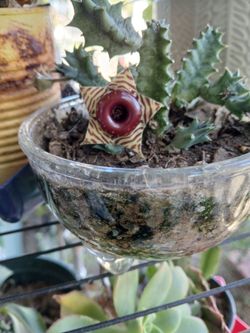Cactus