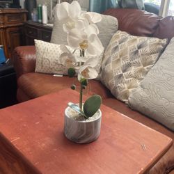 Orchid 