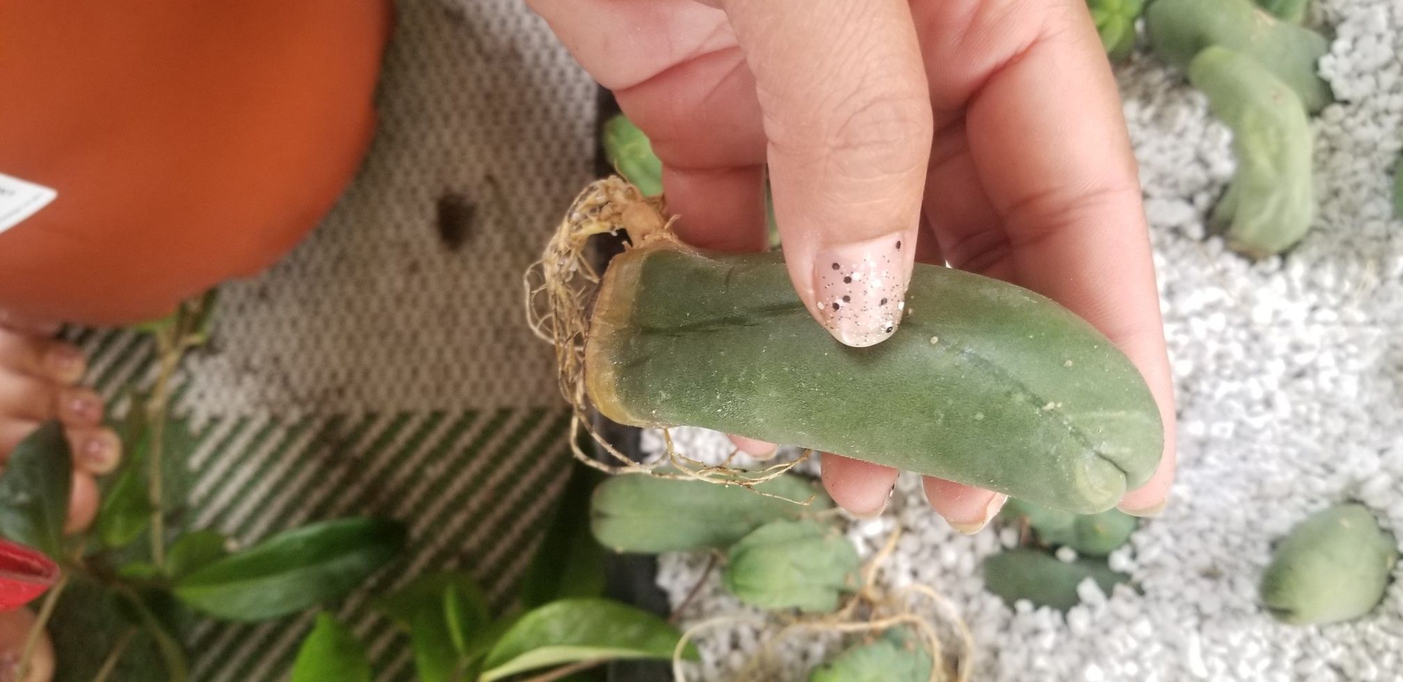 Pen is cactus
