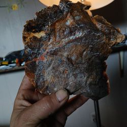 Slice Of Petrafied Wood Aget