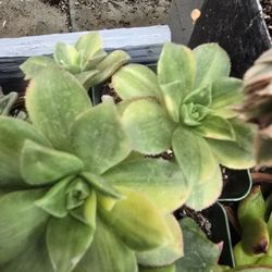 Variegated Aeoniums Pick Up In Upland  NO Shipping Avail At This Time 