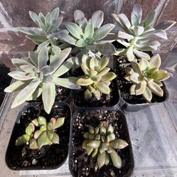 Succulent Plants 2.5” Pot $1.5 Each Or 8 For $10
