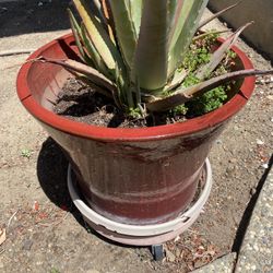 Clay Plant Pot 
